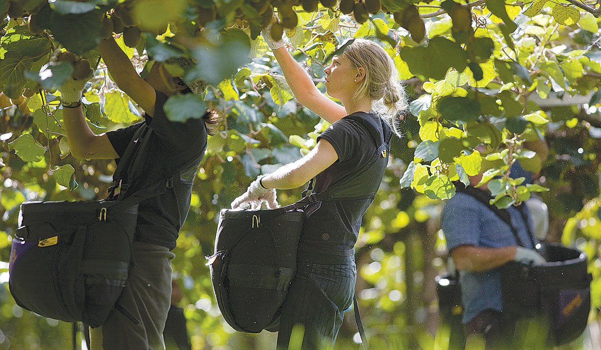 An orchard labour workforce just right for you.